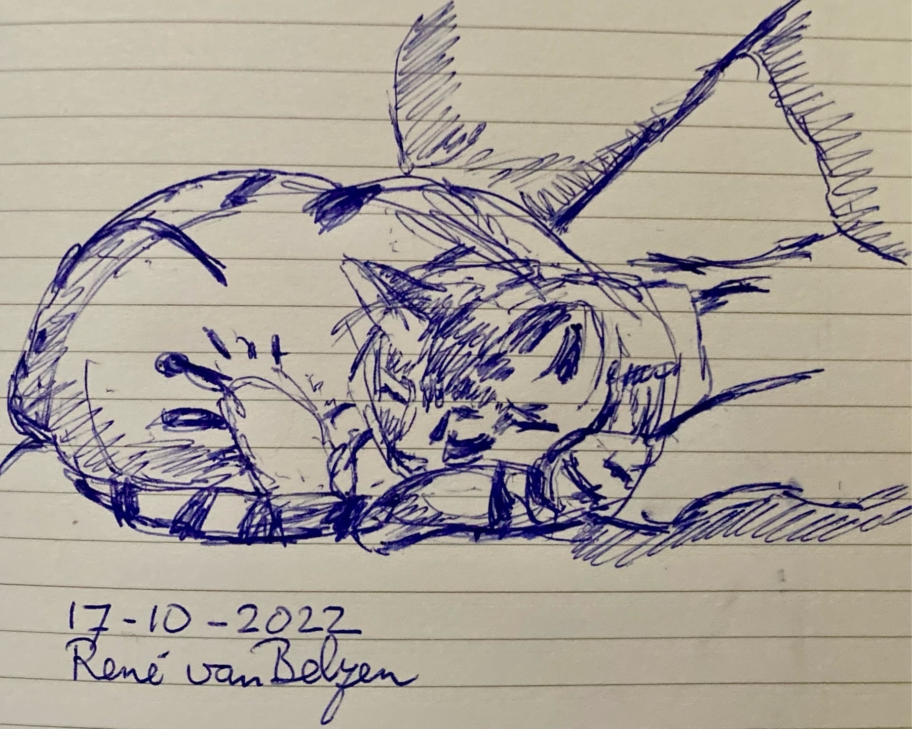 ballpoint pen sketch of sleeping cat