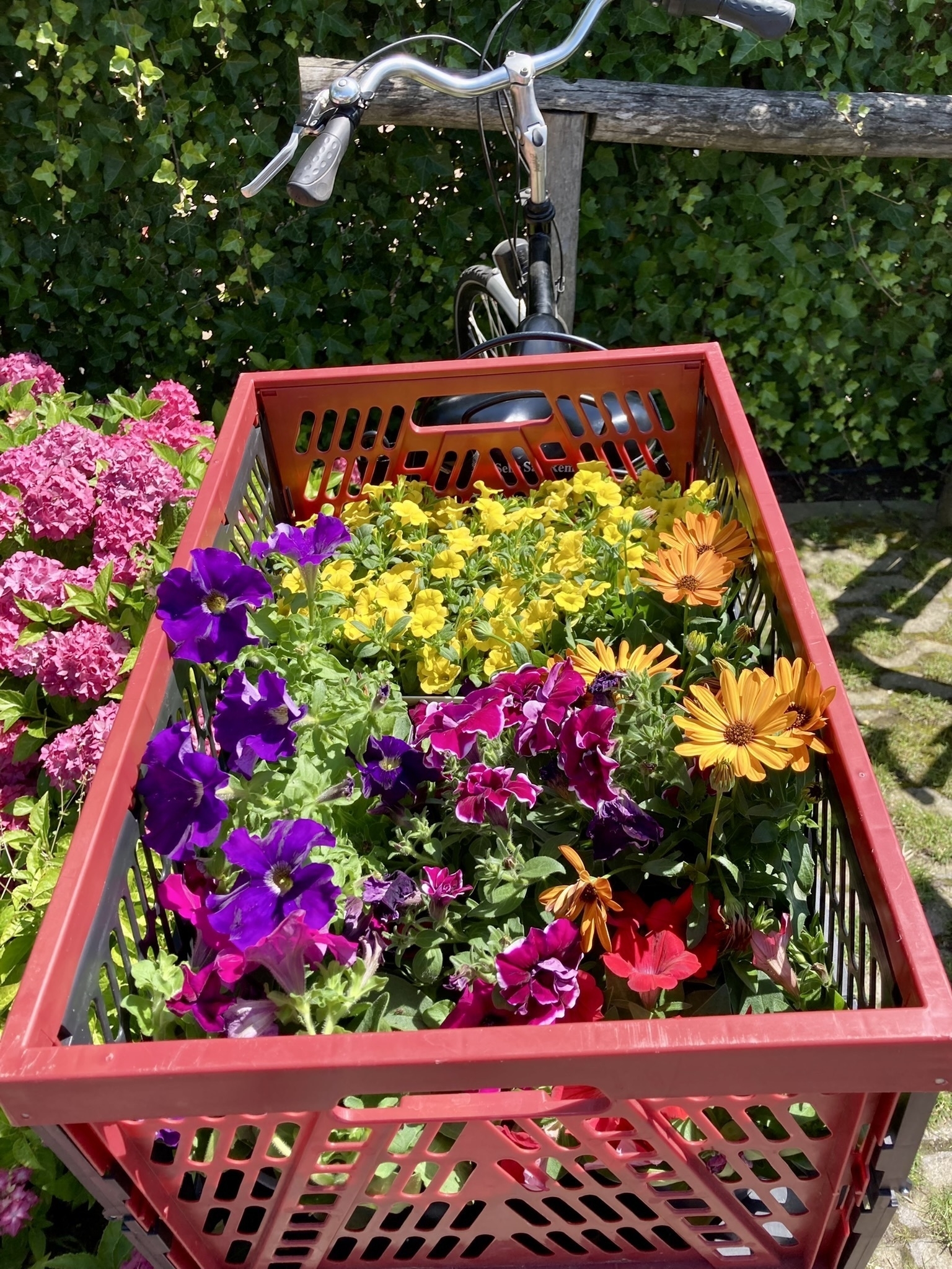 crate filled with flowers on the carrier of a stadsfiets (citybike)