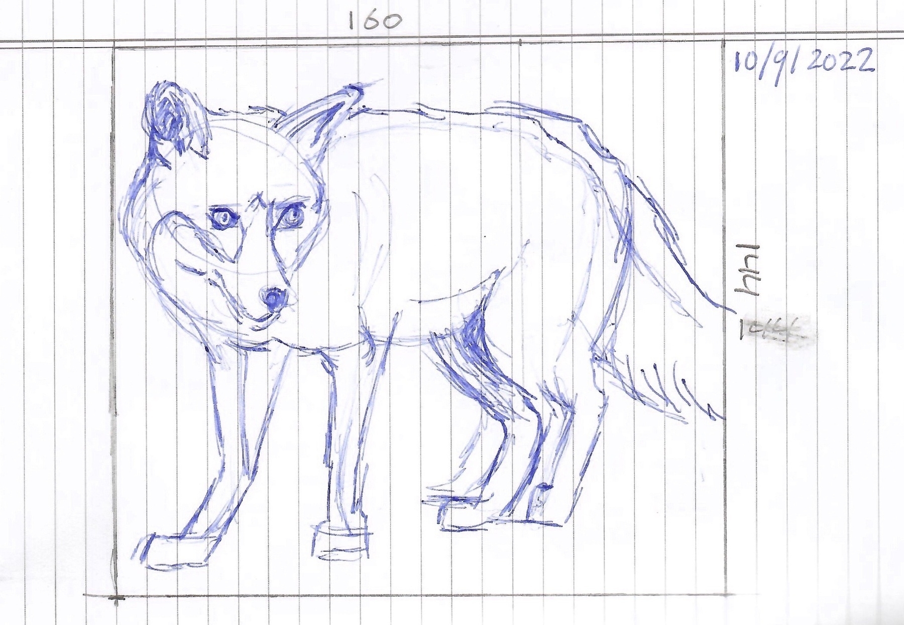 ballpoint pen sketch of a fox
