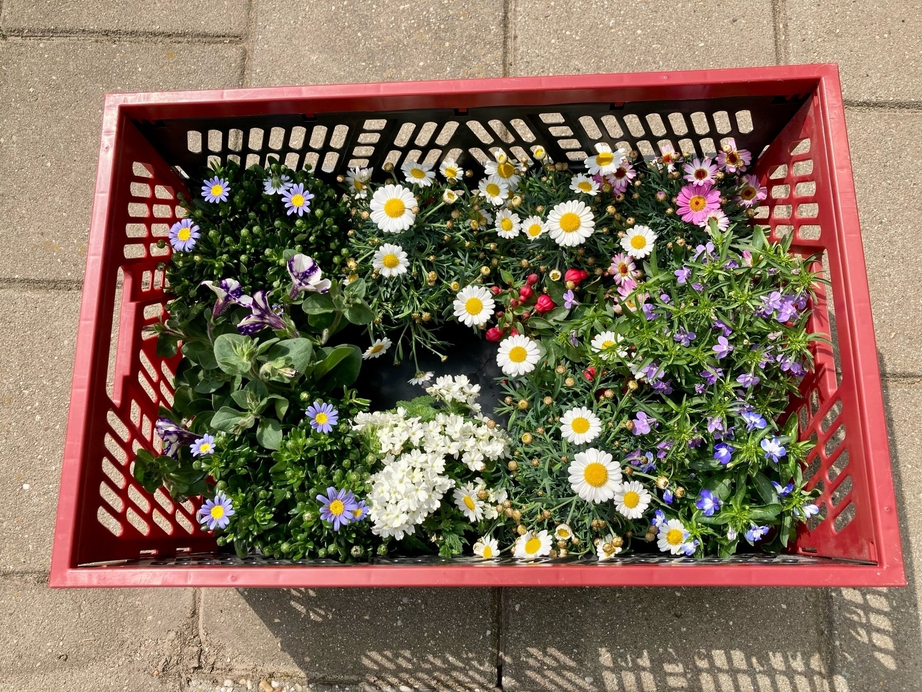 flowers in a crate