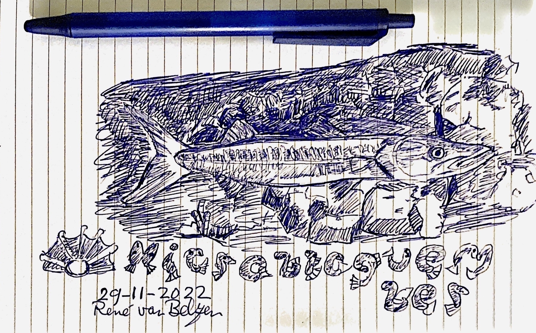 ballpoint pen sketch of a barracuda fish in its environment