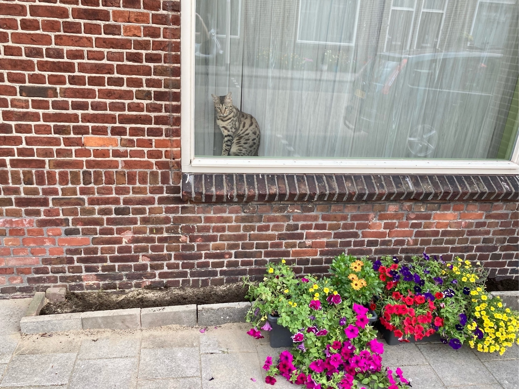 cat behind window checks the new micro garden with plants temporarily on the sidewalk 