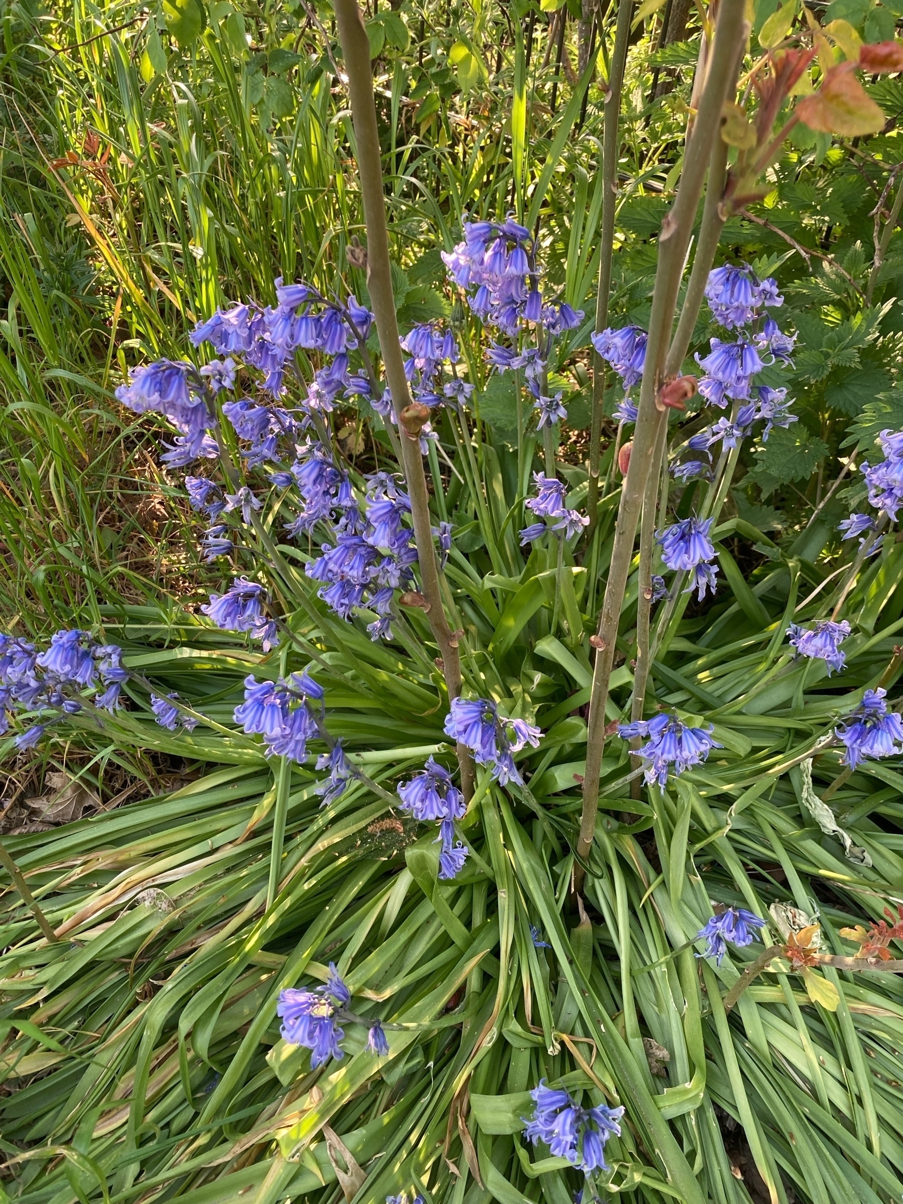some kind of hyacinth 
